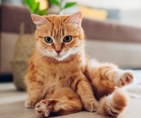 gato-naranja-sentado